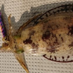 オーフリー 釣果