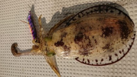 オーフリー 釣果