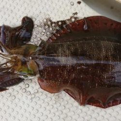 オーフリー 釣果