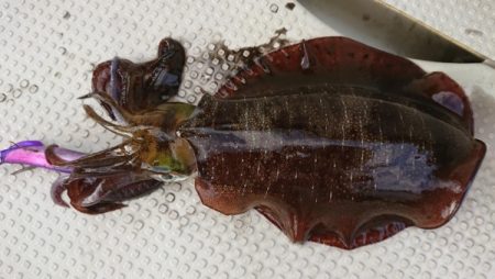 オーフリー 釣果