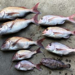 長栄丸(千葉) 釣果