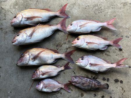 長栄丸(千葉) 釣果