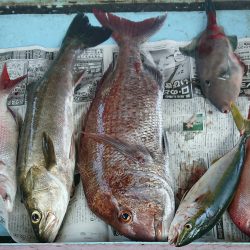 明神釣船 釣果