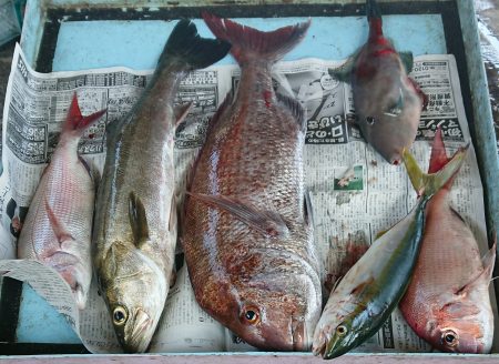 明神釣船 釣果