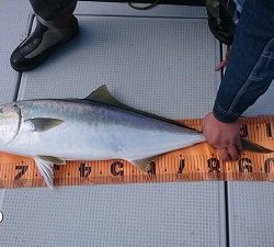 海龍丸（福岡） 釣果