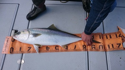 海龍丸（福岡） 釣果