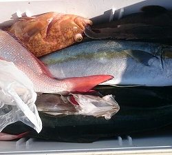 海龍丸（福岡） 釣果