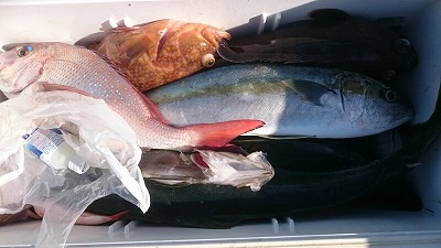 海龍丸（福岡） 釣果