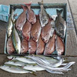 明神釣船 釣果