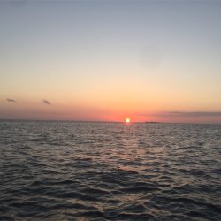 マタウマリンサービス 釣果