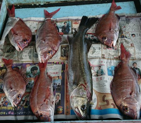 明神釣船 釣果