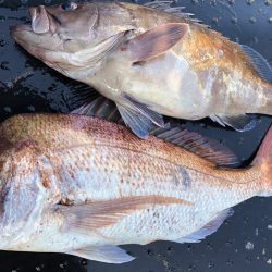 長栄丸(千葉) 釣果