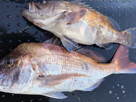 長栄丸(千葉) 釣果