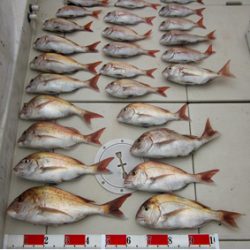 来温丸(らいおんまる) 釣果