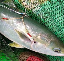 利弥丸(としやまる) 釣果