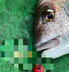 利弥丸(としやまる) 釣果