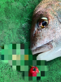 利弥丸(としやまる) 釣果