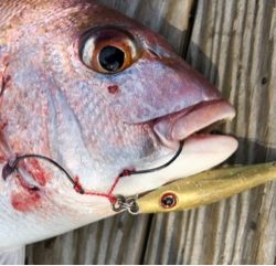 利弥丸(としやまる) 釣果