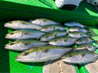 利弥丸(としやまる) 釣果