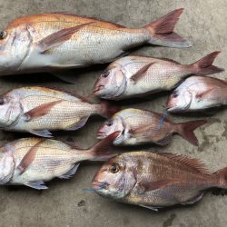 長栄丸(千葉) 釣果