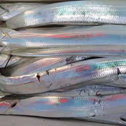 松本釣船２ 釣果