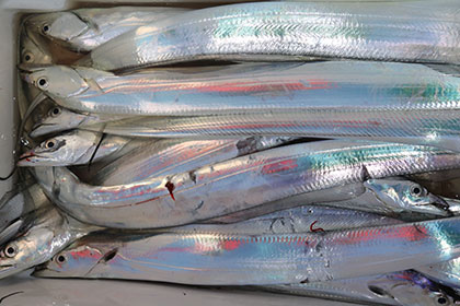 松本釣船２ 釣果