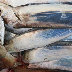 松本釣船２ 釣果