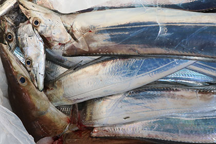 松本釣船２ 釣果