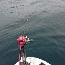 龍神丸(福井) 釣果