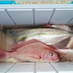 大進丸(新潟) 釣果