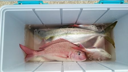 大進丸(新潟) 釣果