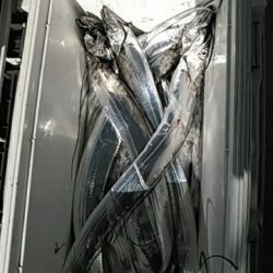 フィッシングガイド りょう 釣果