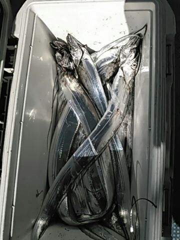 フィッシングガイド りょう 釣果