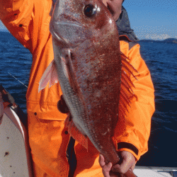 遊漁船ブルーウッズ 釣果