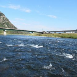 狩野川(狩野川漁業協同組合) 釣果