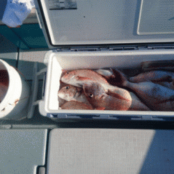 遊漁船ブルーウッズ 釣果