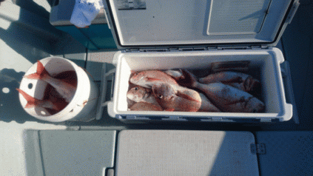 遊漁船ブルーウッズ 釣果