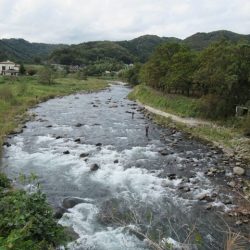 狩野川(狩野川漁業協同組合) 釣果