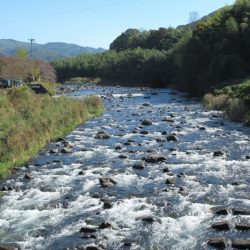 狩野川(狩野川漁業協同組合) 釣果