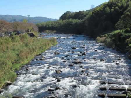 狩野川(狩野川漁業協同組合) 釣果