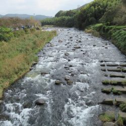 狩野川(狩野川漁業協同組合) 釣果