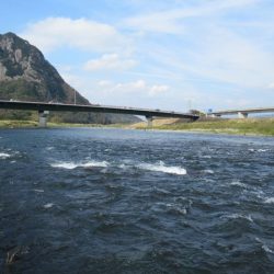 狩野川(狩野川漁業協同組合) 釣果