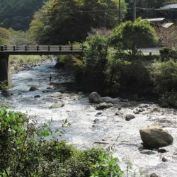 狩野川(狩野川漁業協同組合) 釣果