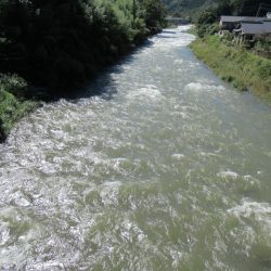 狩野川(狩野川漁業協同組合) 釣果