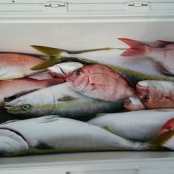 大進丸(新潟) 釣果