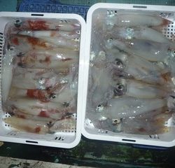 松福丸 釣果
