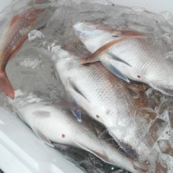 こうゆう丸 釣果