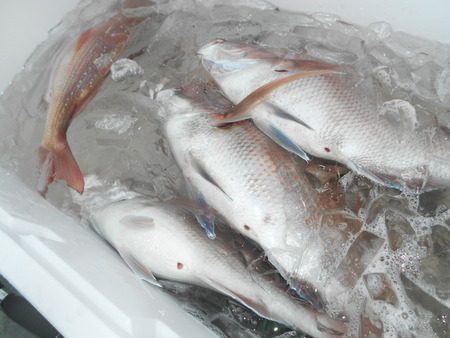 こうゆう丸 釣果