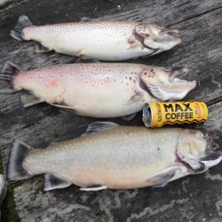 高萩ふれあいの里フィッシングエリア 釣果