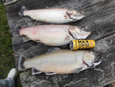 高萩ふれあいの里フィッシングエリア 釣果